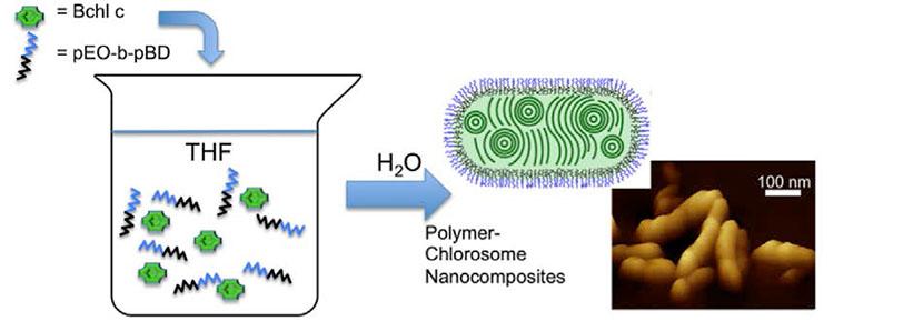 Self assembly process of polymer chlorosome nano composites (PCN) and atomic force microscopy image 